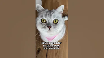 Мерзкие запахи, которые обожают коты #кошка #shorts