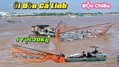 Toàn Cảnh Độc Đáo “Ủi Dồn CÁ Linh” Sông MEKONG hốt bạc Triệu Mùa CÁ Đi 