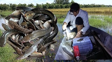 giăng câu đêm dính cá 🐟 lóc cá 🐟 lóc mùa nước lũ biên giới Campuchia