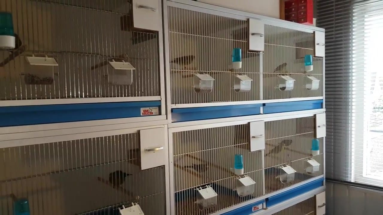 Canary breeding room 2017 YouTube