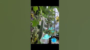 How Courtyard Plants Can Save the Earth