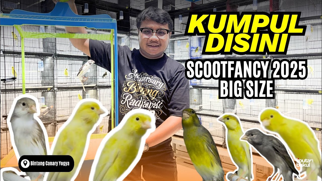 GAK SAMPEK 2 JUTA‼️ SF FOI 2025 KEMBALI HADIR DI BINTANG CANARY YK