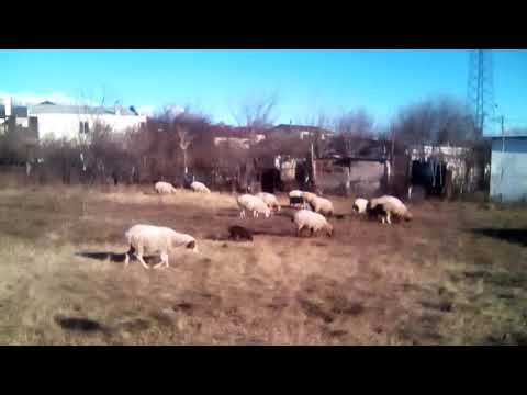 დაწერე: ცხორი, ცხორი, ცხორი, ...