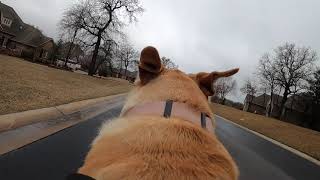 Walking the dog with my GoPro Hero 8