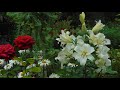 Райский сад Валентины Проценко.  Цветы и вдохновение. Flowers. Very beautiful music.