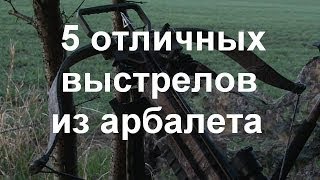 Теория и практика прямого выстрела из арбалета