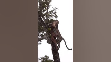 Leopard climbing tree with a deer #nature #viral #trending #wild #animals #shortsvideo #shortvideo