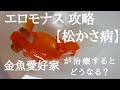 #金魚病気 【エロモナス】攻略