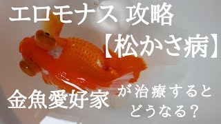 #金魚病気 【エロモナス】攻略