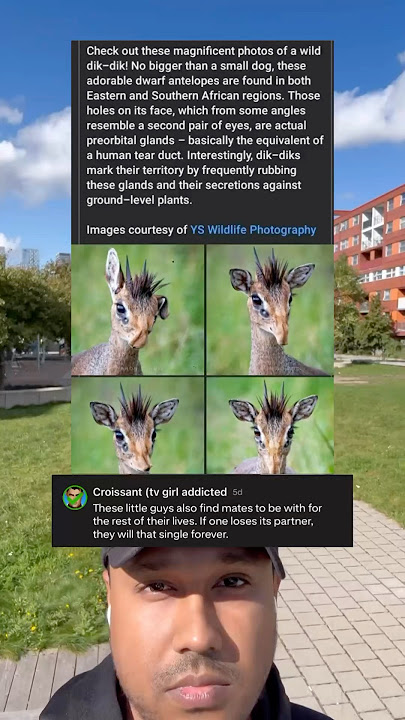Check out these magnificent photos of a wild dik-dik! No bigger than a small dog,