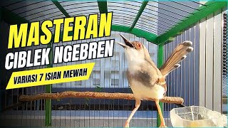 Download Mp3 SUARA BURUNG MASTERAN CIBLEK NGEBREN VARIASI COCOK UNTUK PANCINGAN CIBLEK DAN MASTERAN BURUNG JUARA Gudang lagu Download Mp3 SUARA BURUNG MASTERAN CIBLEK NGEBREN VARIASI COCOK UNTUK PANCINGAN CIBLEK DAN MASTERAN BURUNG JUARA