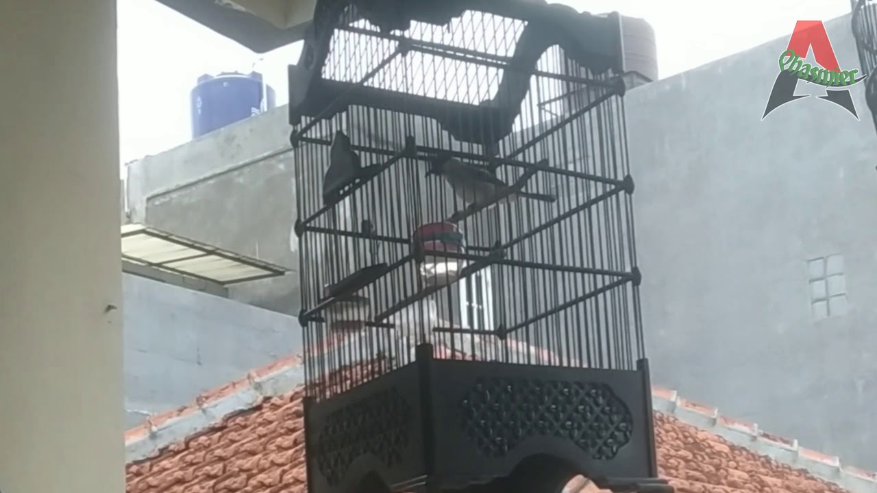 BURUNG KUTILANG MENJEMPUT PAGI HARI 