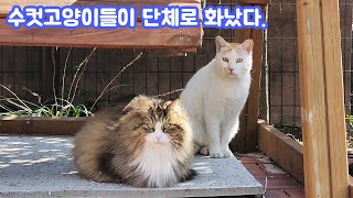 [#789] 새로운 고양이가 마당을 침입했던 이유 by 앵 11,012 views 2 months ago 14 minutes, 33 seconds