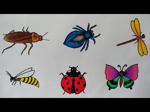 Video: Cara Menggambar Serangga