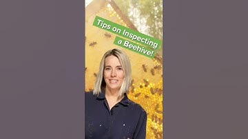 Tips on Inspecting a Beehive 🐝 #beekeeping101 #healthybeehives #beekeepingtips