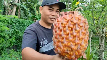 HARVEST PINEAPPLE || PATIKIM NG PINYA || FIRST HARVEST