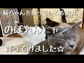 【のぼれんにゃん】猫用予防柵を購入して設置したところ、飛び出しを防止できて便利すぎた！