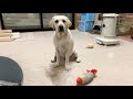 撮影が始まると自ずと画の中に入ってくる女優犬ラブラドール