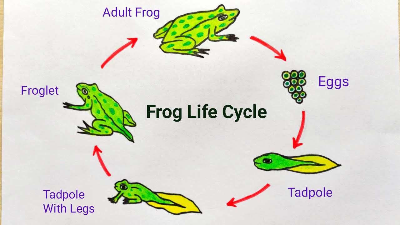 how-to-draw-frog-life-cycle-frog-life-cycle-drawing-easy-life-cycle