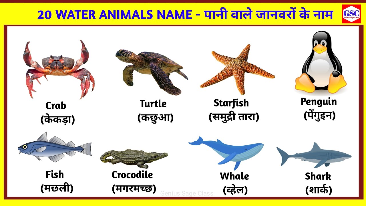 20-water-animals-name-water-animals-name-in-hindi-and-english-with