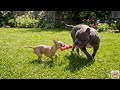 面白すぎる天然動物たちの爆笑リアクション 😂2