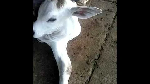 Qual o melhor método de identificação de bovinos?