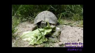 Icam - video 1 tortuga de tierra
