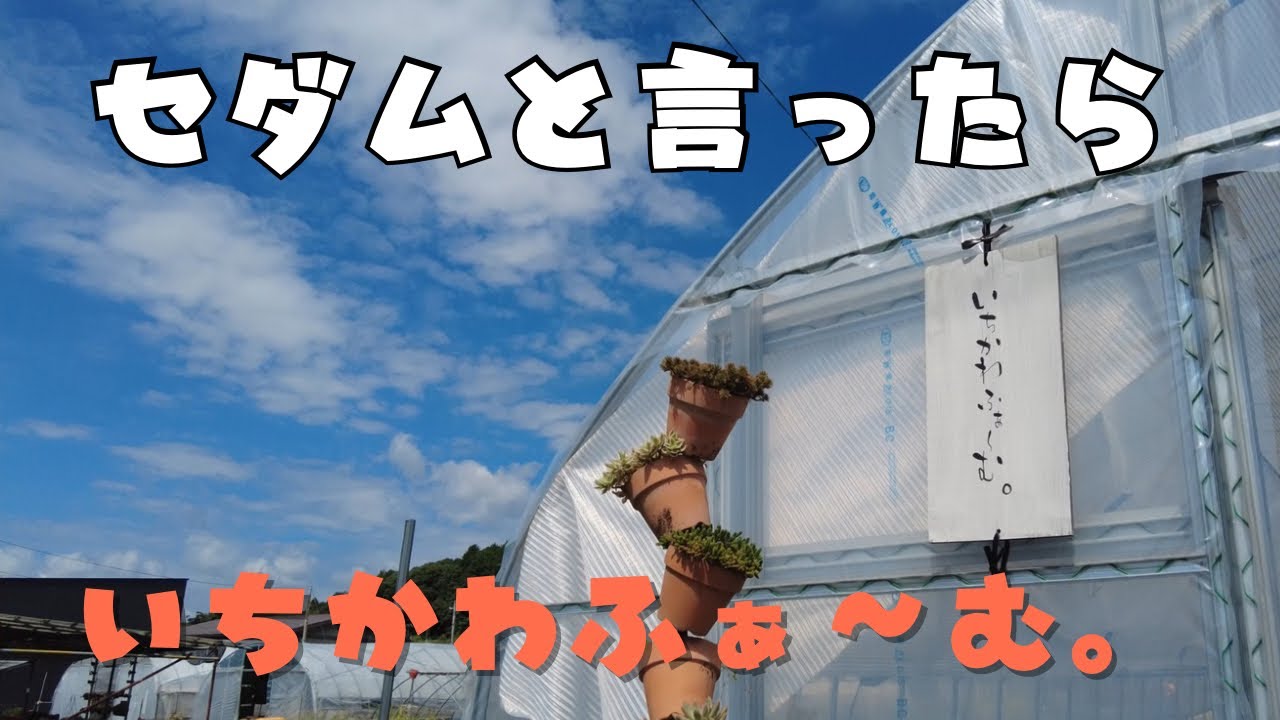 いちかわふぁ〜むさんに行って来ました｜セダム｜宿根草