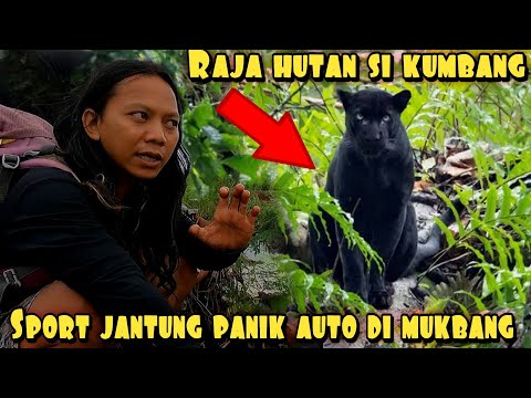 GILA ! HAND FEEDING MACAN BLACK PANTHER PAKE DAGING KANGGURU !!
