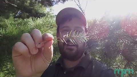 Question with an Expert - Wisconsin Trees