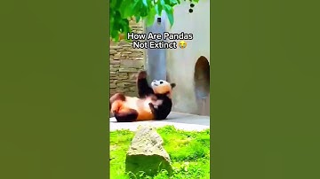 How are Pandas not extinct #memes #trending