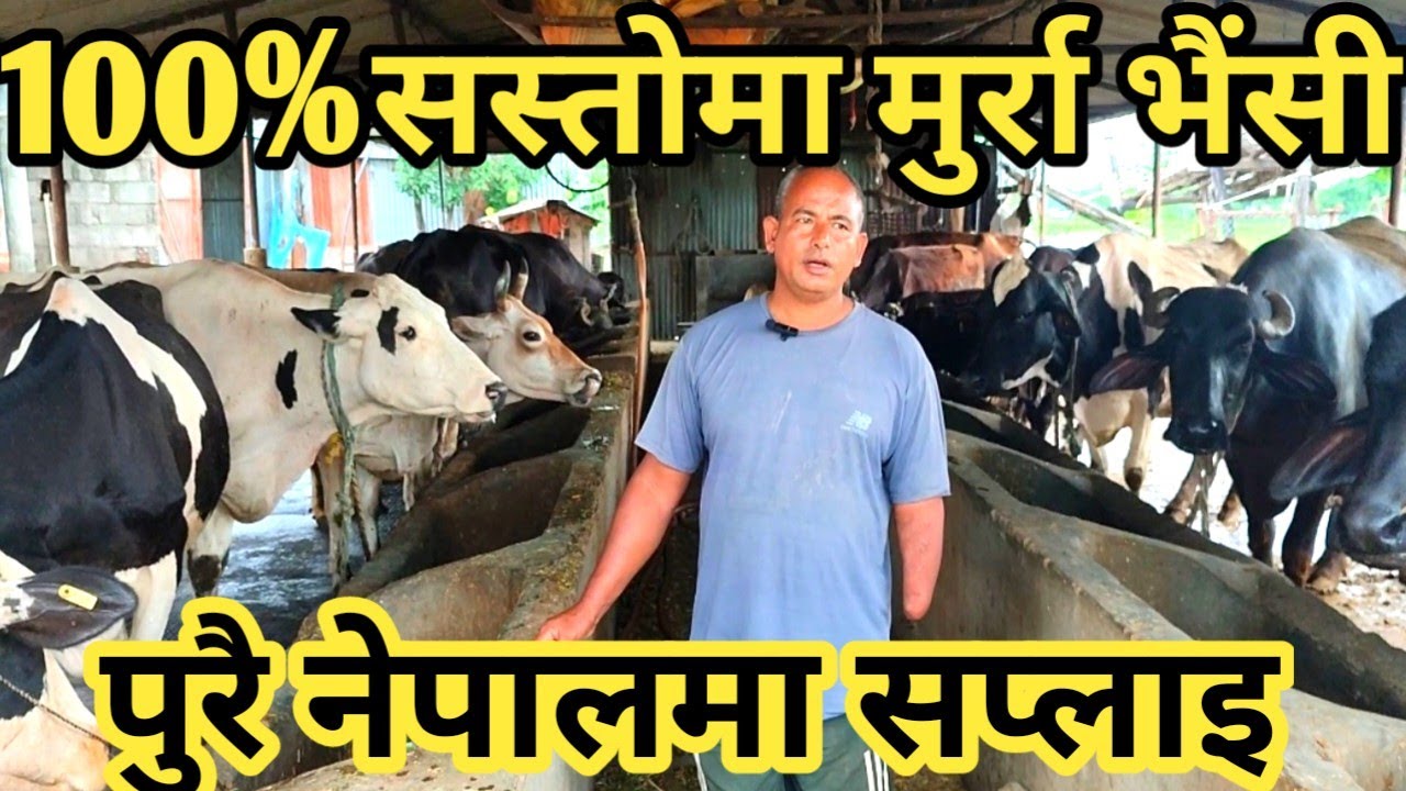 यति सस्तो मा भैसि र गाई एक ठाउमा ! cheapest buffalo sale in rupandehi !