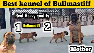 faaadu quality के Bullmastiff puppies | Bullmastiff for sale