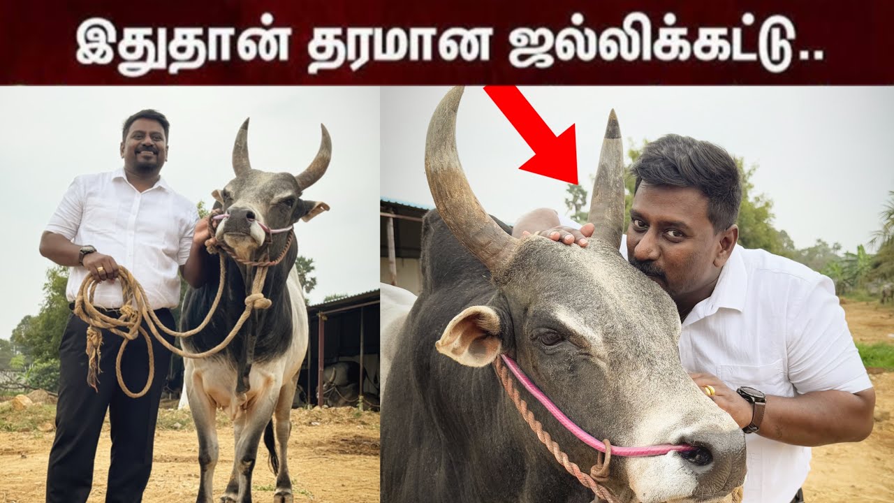 ஜல்லிக்கட்டு பிடிக்க போறேன்!