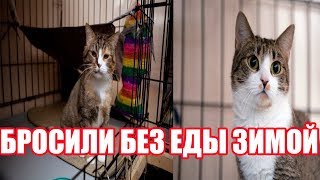 Кошку без еды зимой оставили в деревне | Кошка выживала в деревне | Грустная история кошки Долли