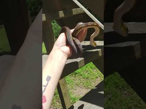 Anchored Love Minerva - Python timoriensis