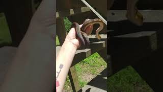 Anchored Love Minerva - Python timoriensis