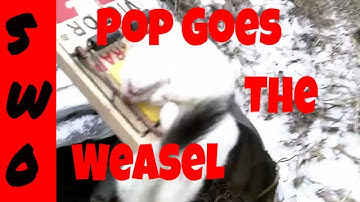 Weasel Trapping Sets, Location and Catches