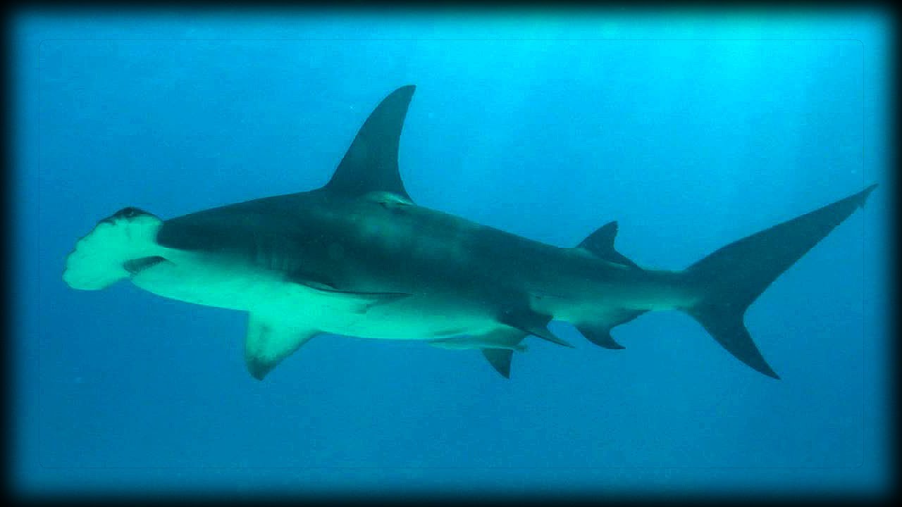 wwe championship Great Hammerhead Sharks 02 Time Lapse