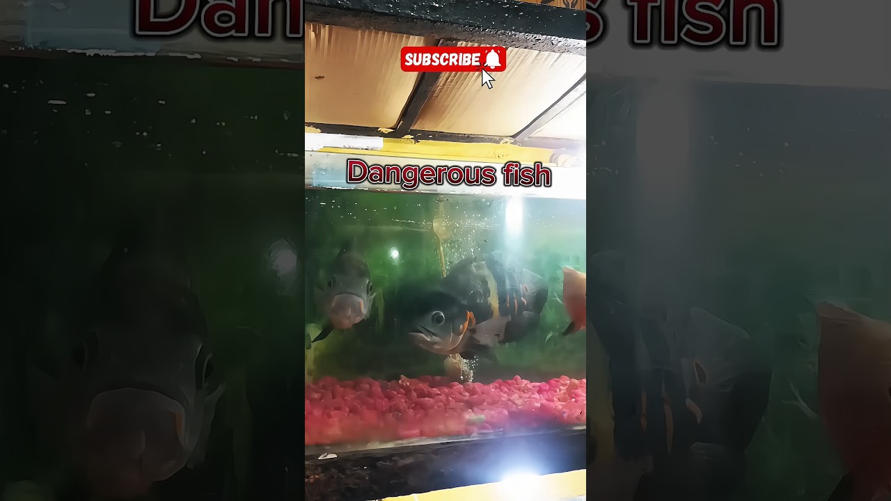 Dangerous daun Machhli 