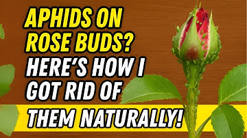 Aphids on Rose Buds? Here’s How I Got Rid of Them Naturally!