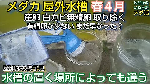 メダカの有精卵の見極め方