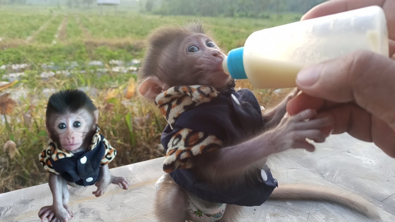 Very voraciously baby monkey luna eats banana porridge