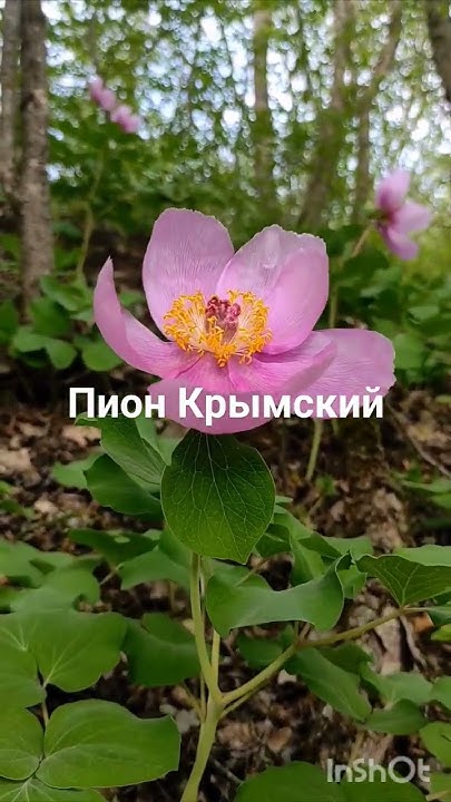 Пион Крымский цветёт в лесах полуострова. Красная Книга. Редкие ...