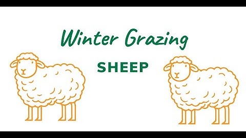 Winter Grazing Systems: Rotational Grazing Success with Electric Netting for Sheep