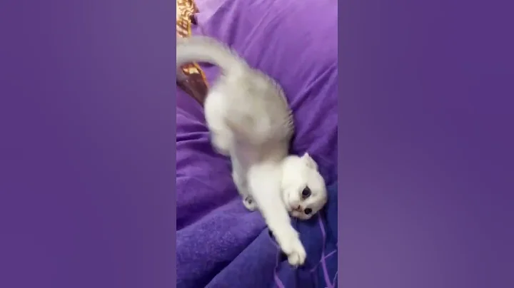 Video 783581: britishshorthair scottishfold kittens cat, funny scottish fold kitten, scottishfoldcat kitten cats, kitten britishshorthair pets