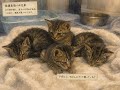 アポロ　保護ねこの家