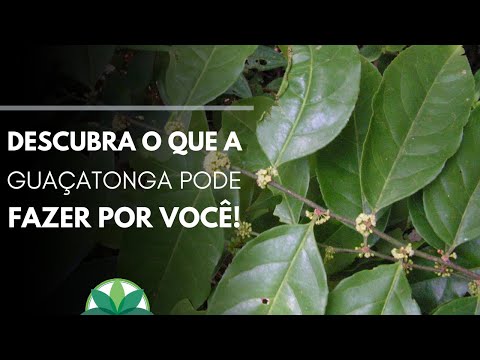 Vídeo: O que é uma árvore tanga?