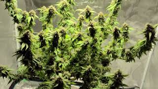 StrawDawg week? Amber Trichomes, Ready To Cut Down. Mar's hydro 3x3 grow vlog. HLG Lights 3x hlg 100