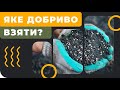 З чим посіяти кукурудзу і соняшник?